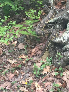 Image of Timber Rattlesnake