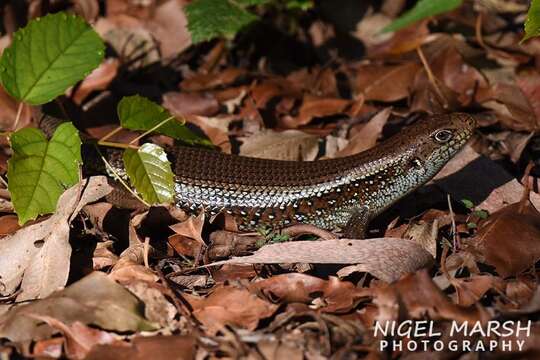 Image of Major Skink