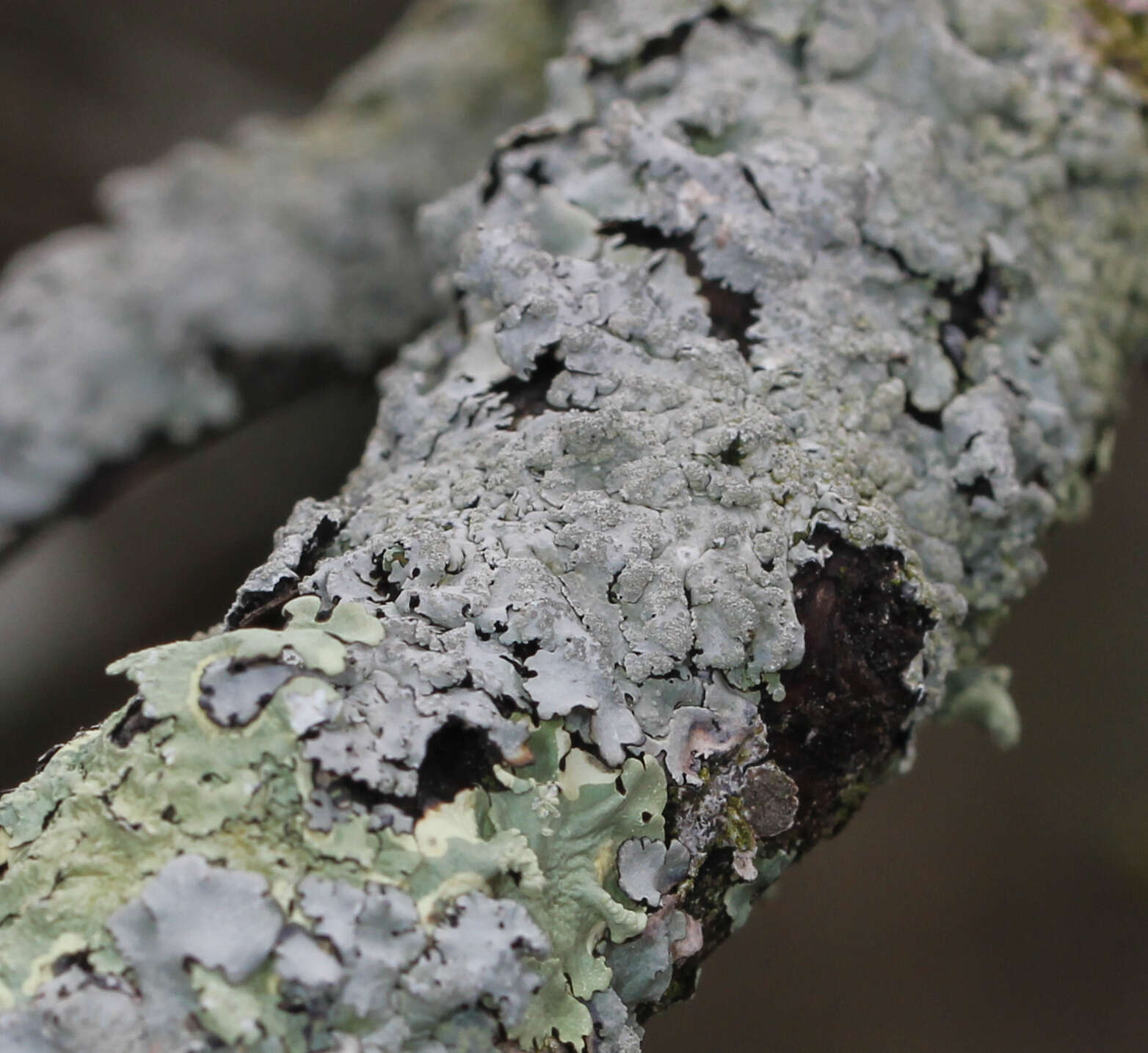 Image of Texan canoparmelia lichen