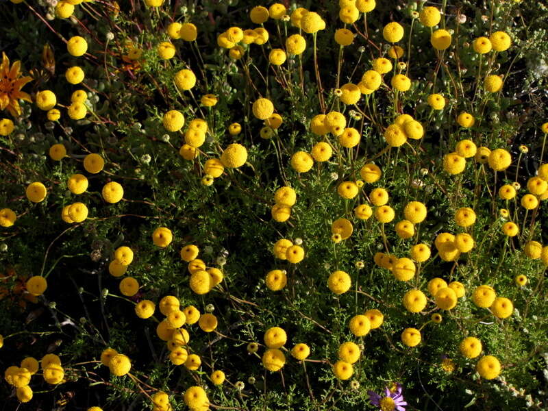 Oncosiphon grandiflorum (Thunb.) M. Källersjö的圖片