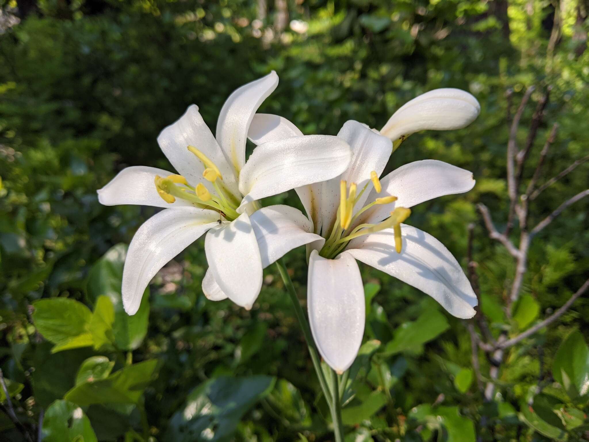 Image of Cascade lily