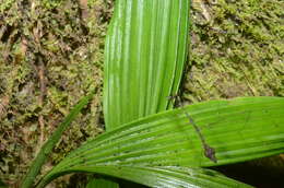 Ghilianella grapta Maldonado 1960 resmi