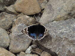 Image of Junonia orithya here Lang 1884