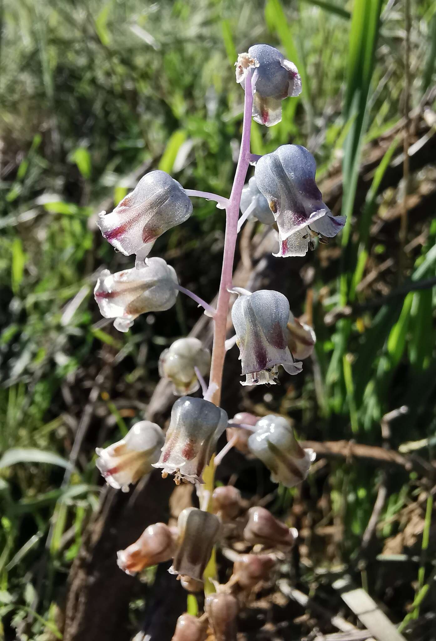 Image of Lachenalia bolusii W. F. Barker