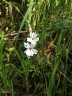 Image of San Francisco woodland-star