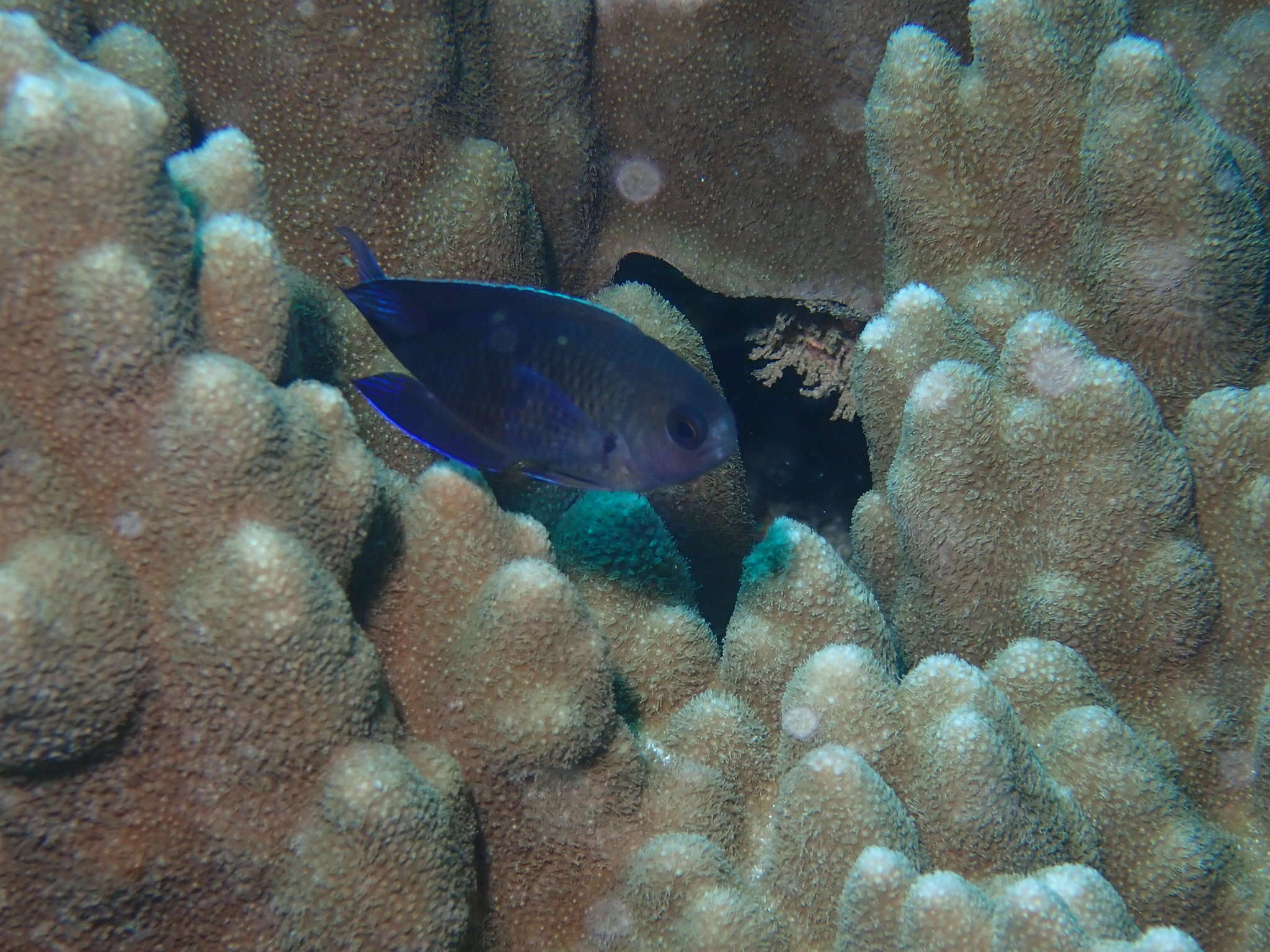 Image of Southern damsel