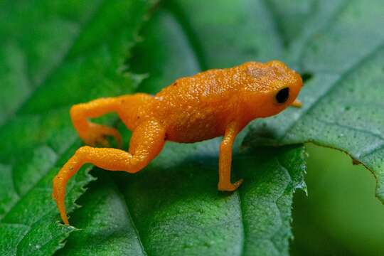 Image of Saddleback toad