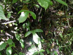 Image of Anthurium alatum Engl.