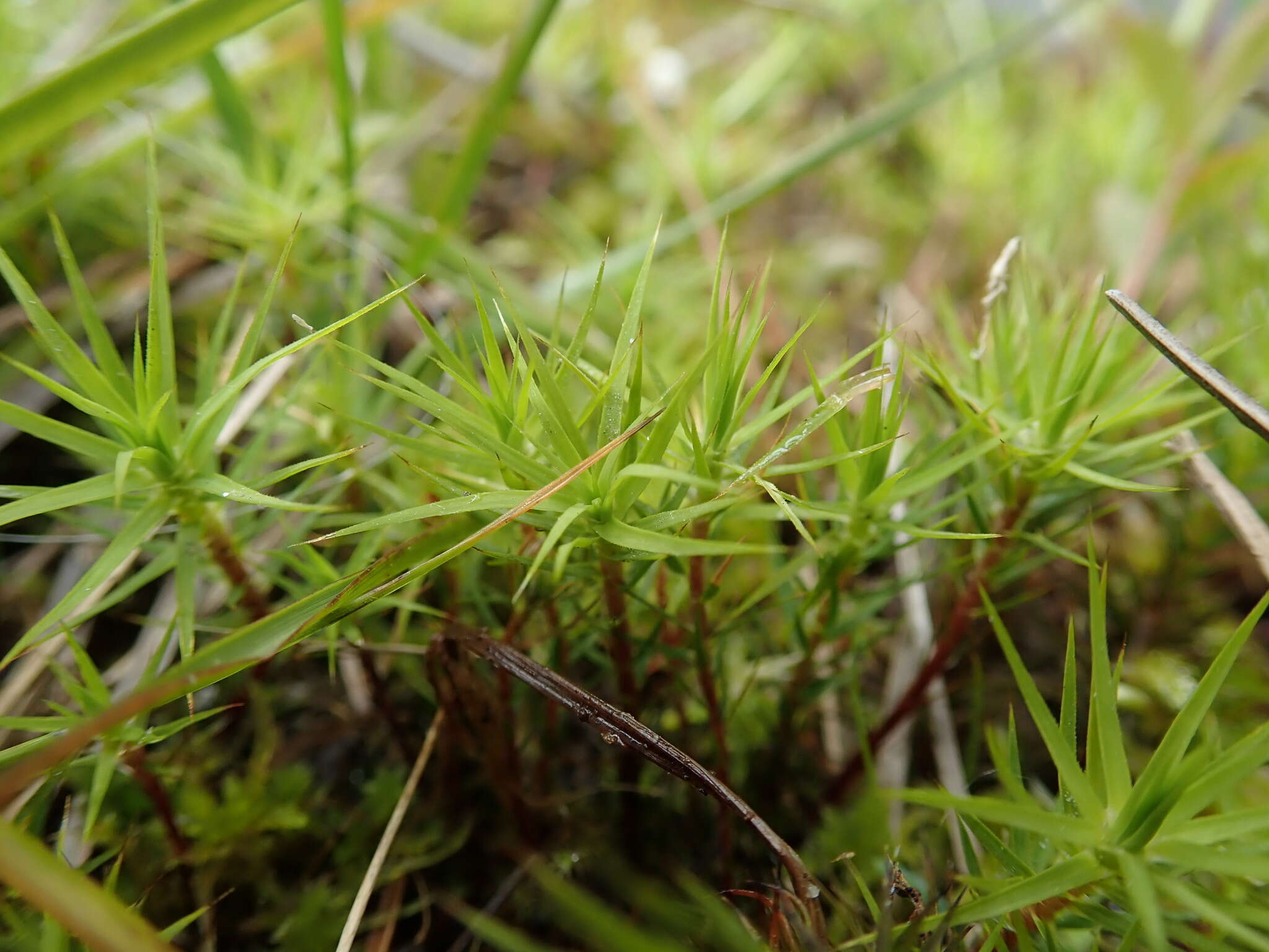 Image of <i>Polytrichum formosum</i>