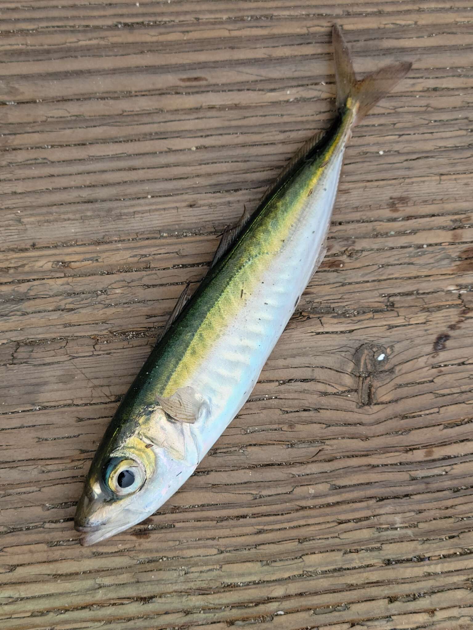 Image of Jack Mackerel