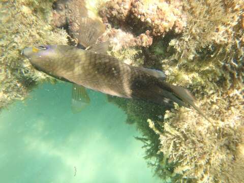 Image of Brazilian Damsel