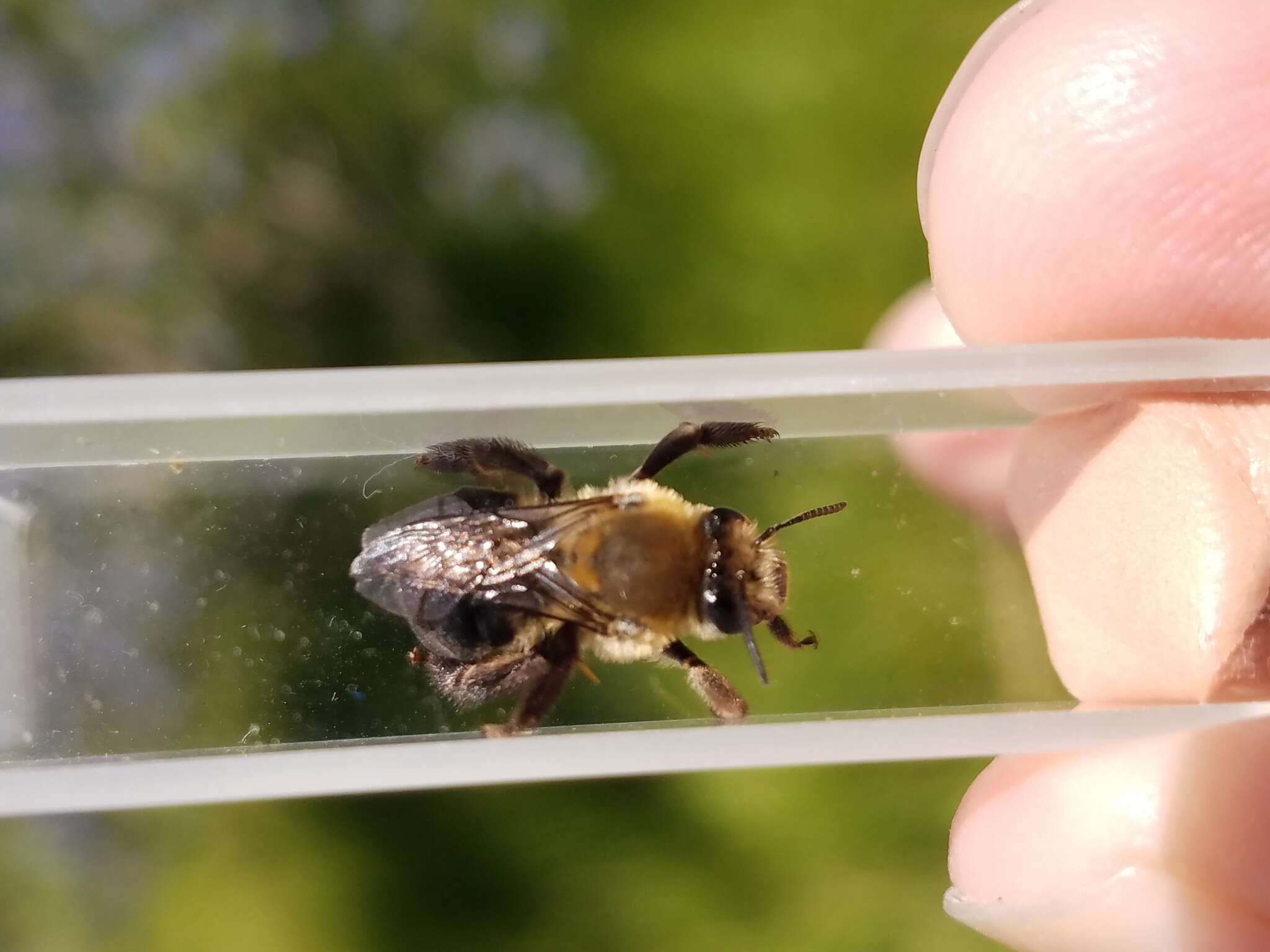 Image of Eucera frater albopilosa (Fowler 1899)