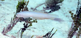 Image of Helen&#39;s dartfish