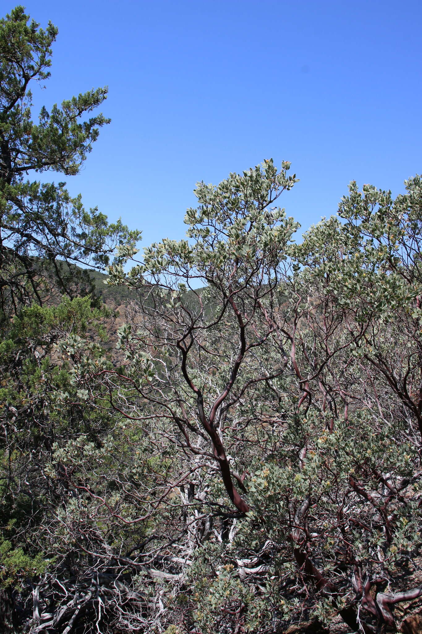 Arctostaphylos viscida subsp. pulchella (T. J. Howell) P. V. Wells resmi