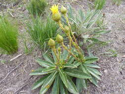 Imagem de Berkheya herbacea (L. fil.) Druce