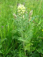 Oxytropis pilosa (L.) DC. resmi