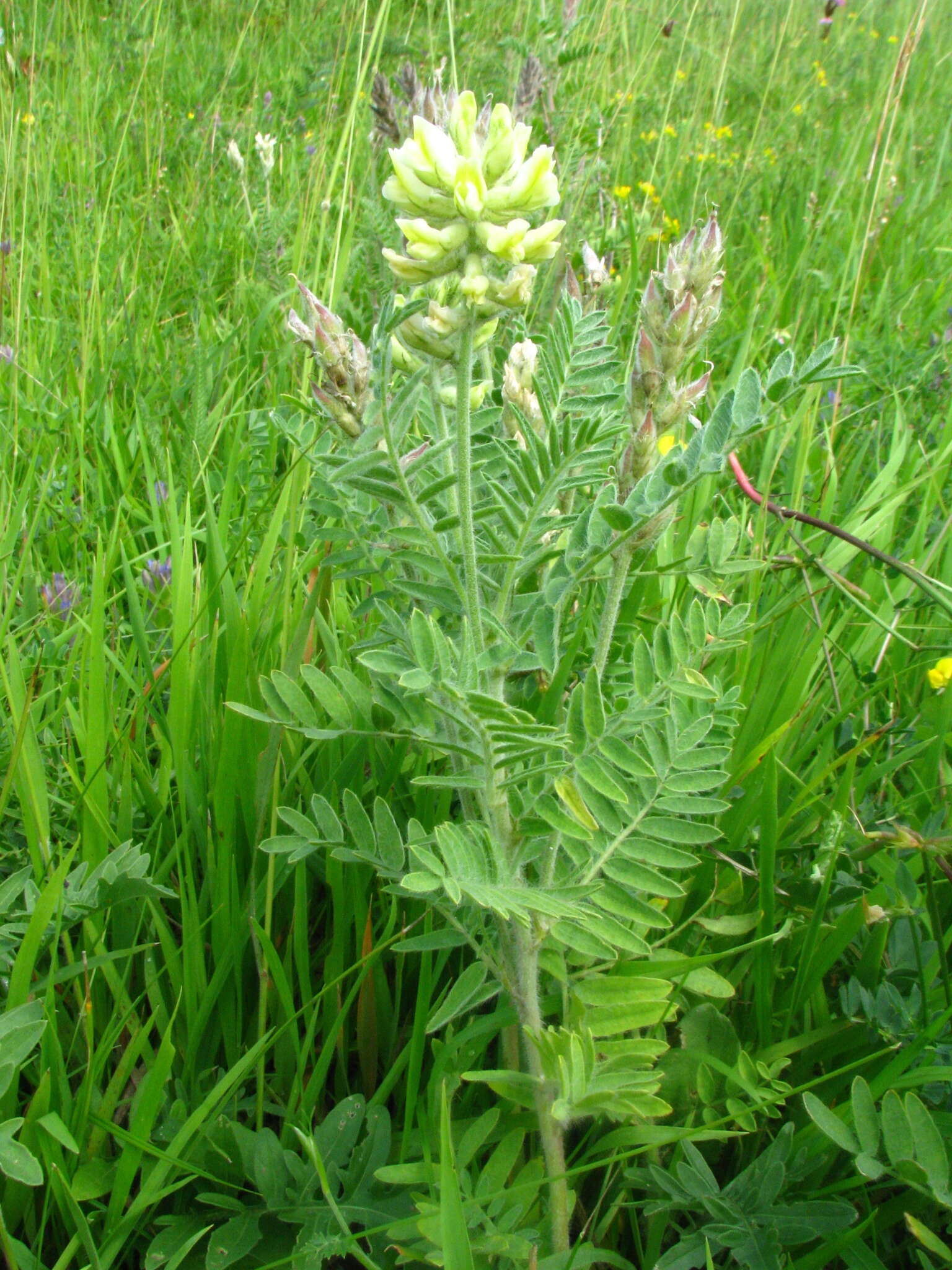 Oxytropis pilosa (L.) DC. resmi