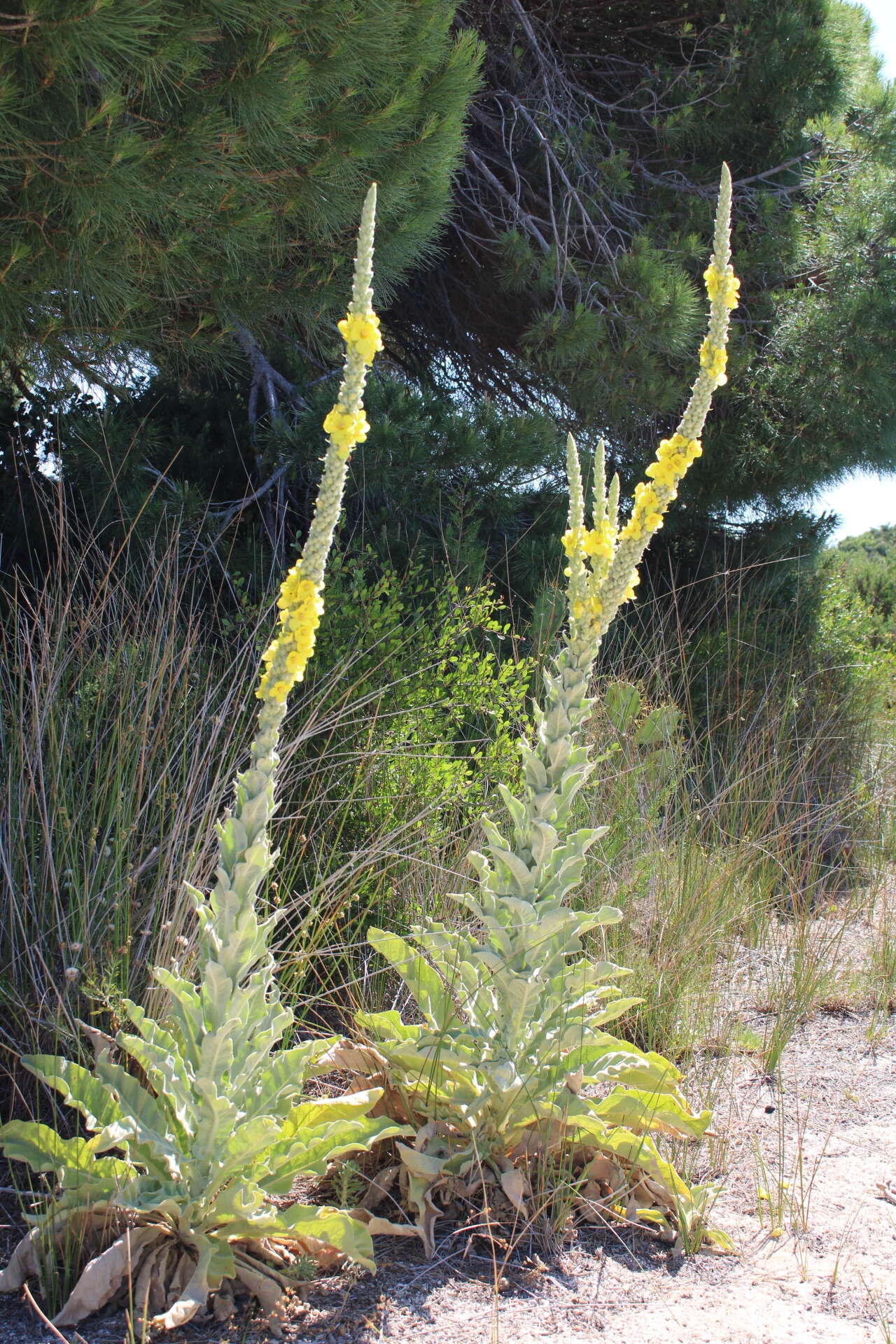 Image of Verbascum giganteum Willk.