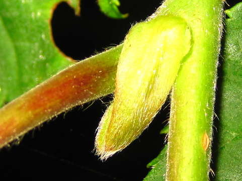 Image of Corylus sieboldiana Blume