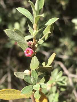 Image of Diospyros pubescens Pers.