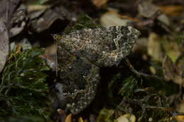 Hydriomena hemizona resmi