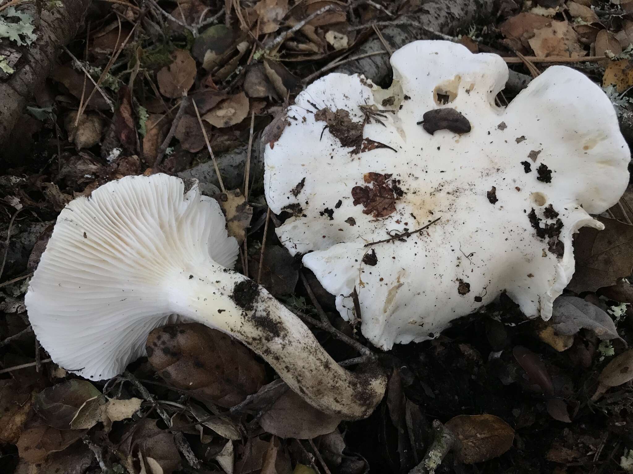 Image of Hygrophorus sordidus Peck 1898