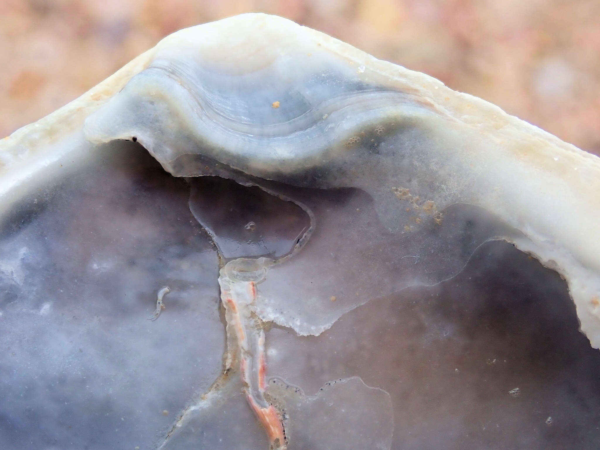 Image of Angasi oyster