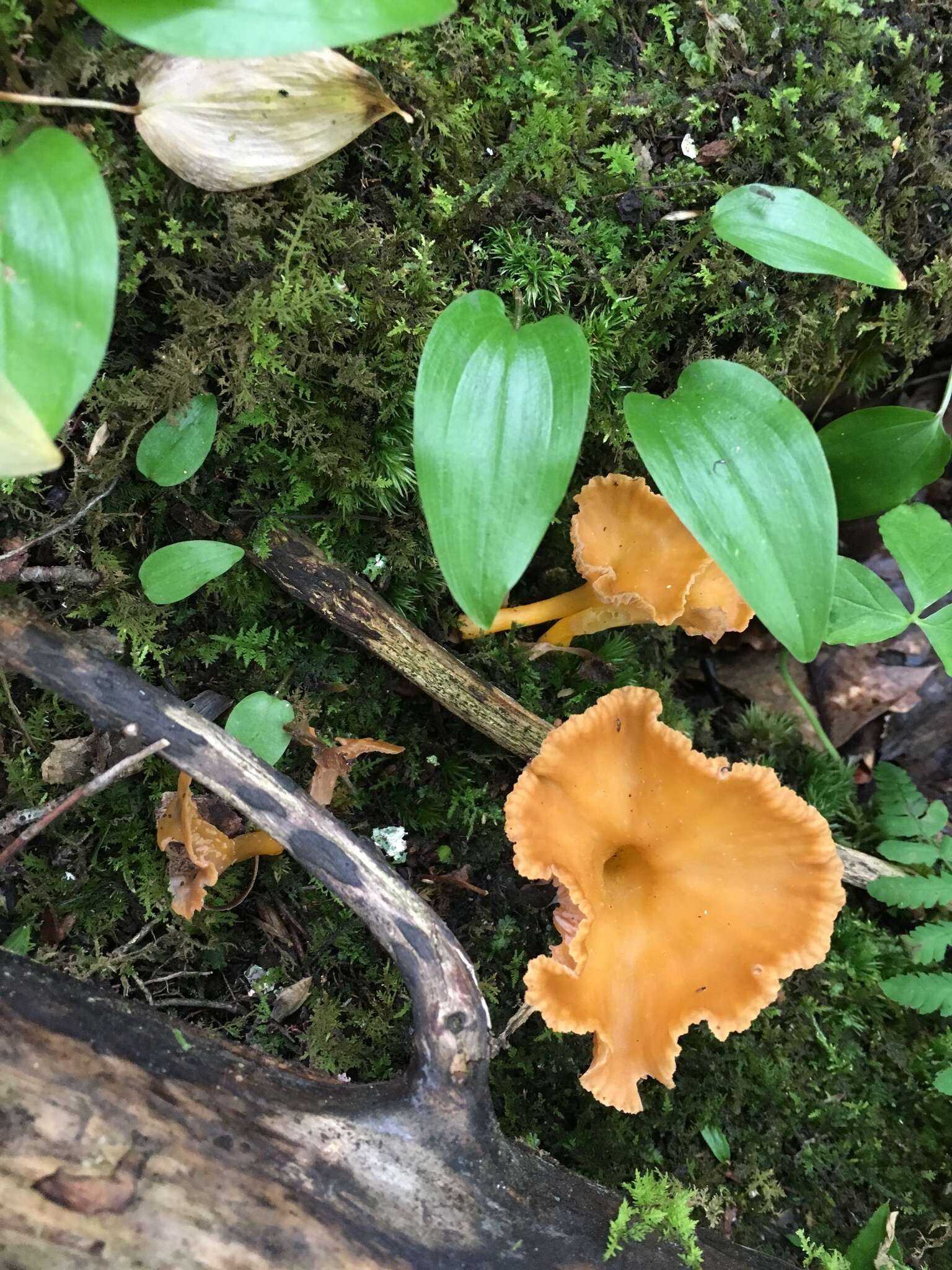 Image of Craterellus ignicolor (R. H. Petersen) Dahlman, Danell & Spatafora 2000