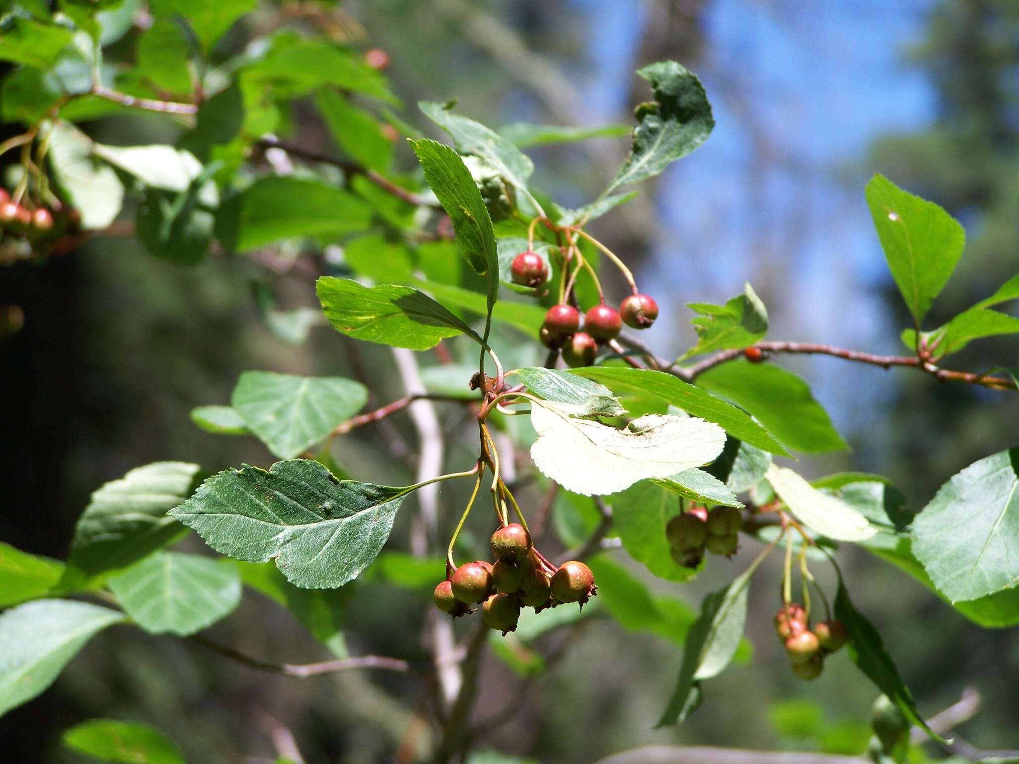 Image of river hawthorn