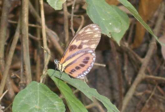 Image of Isabella’s Longwing