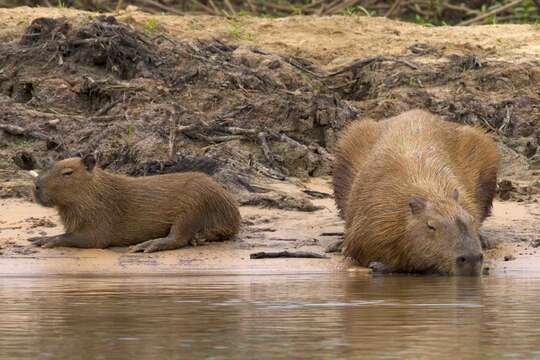 Image of Capybaras