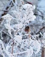 Image of Long-tailed Rosefinch