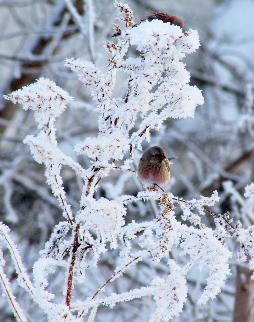 Слика од Carpodacus sibiricus (Pallas 1773)