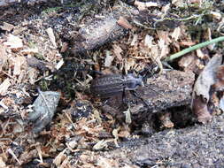 Image of Granulated Carabid