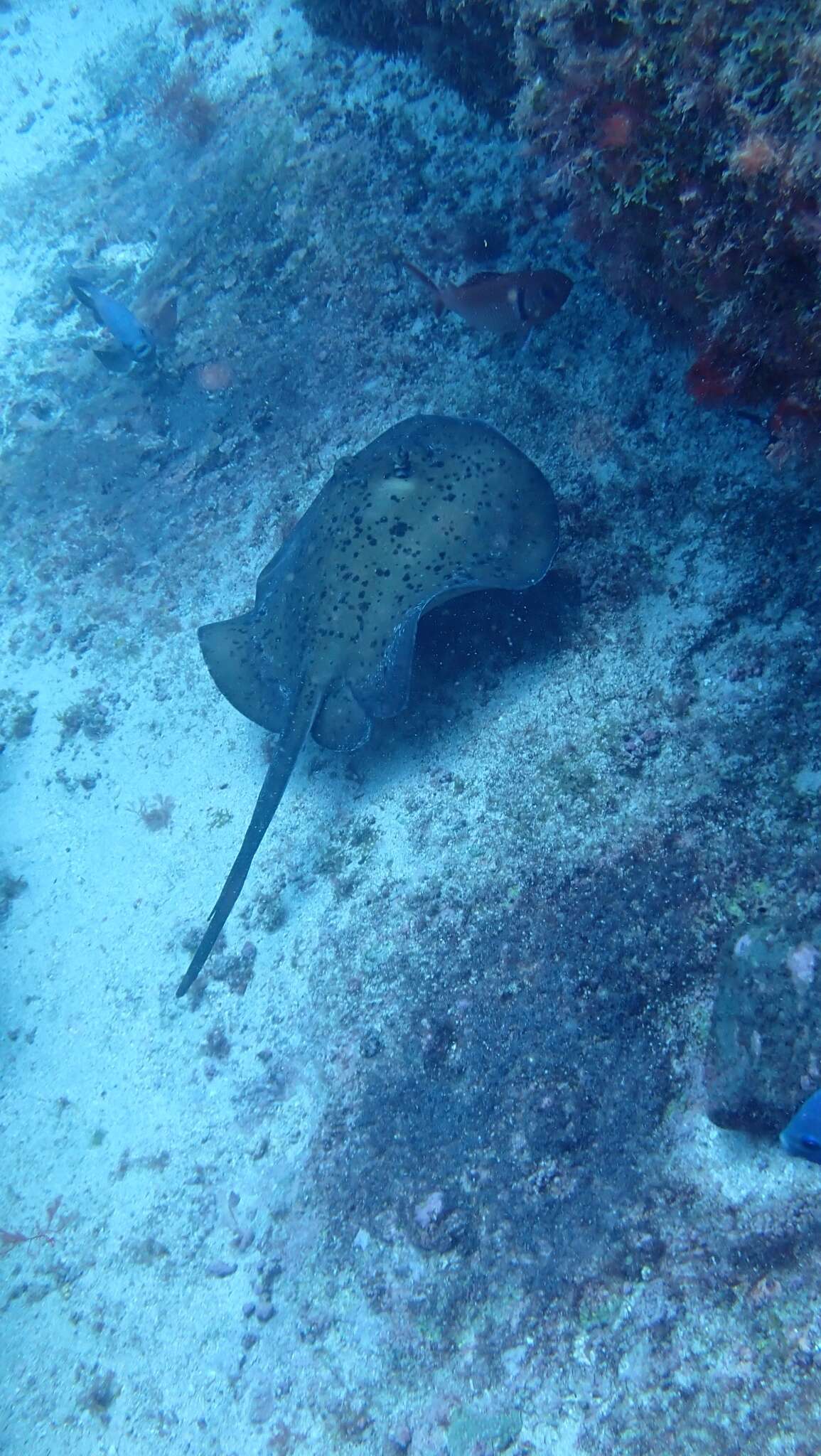 Image of round fantail stingray
