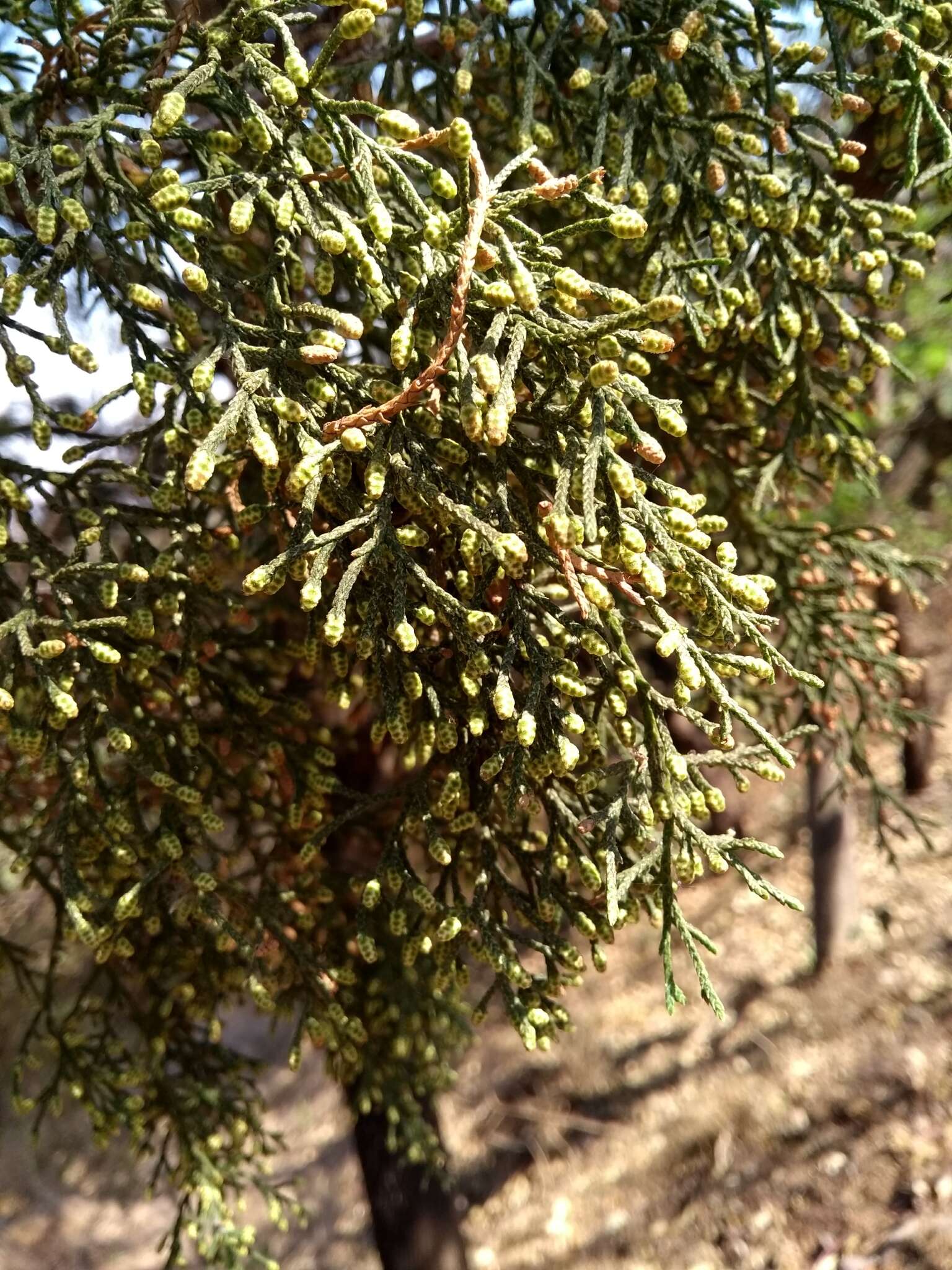 Imagem de Cupressus lusitanica Mill.