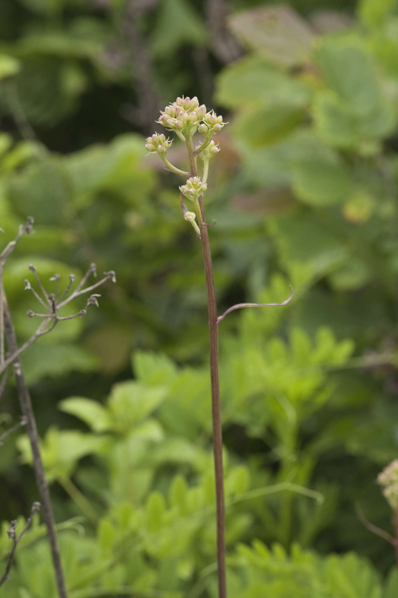 Syneilesis aconitifolia (Bunge) Maxim. resmi