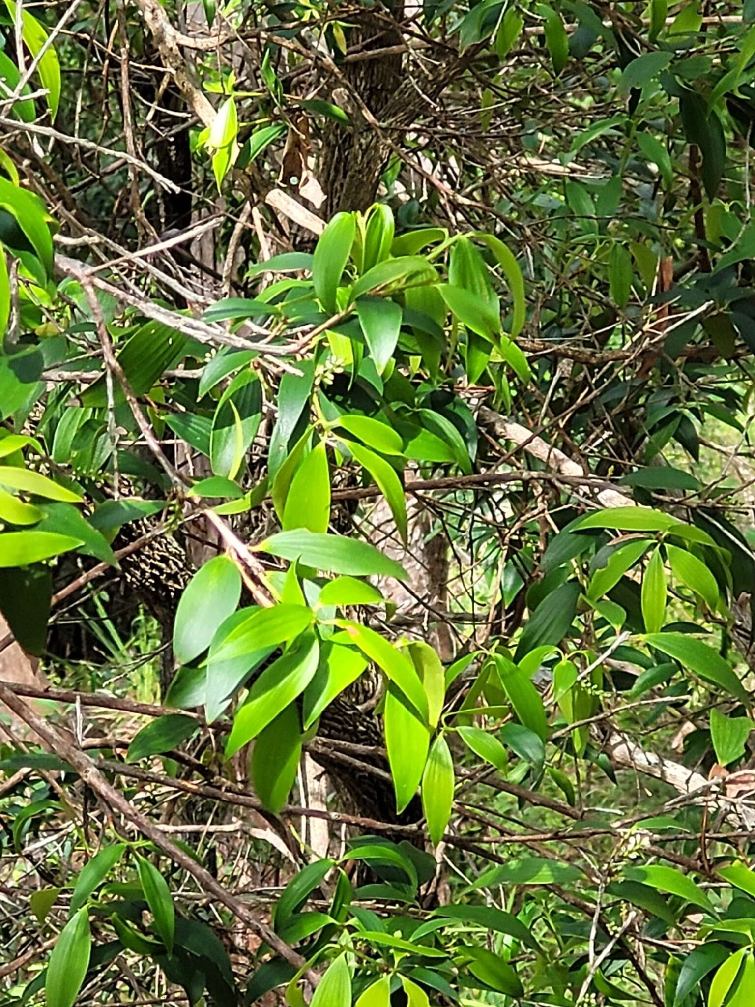Image of Trochocarpa laurina (Rudge) R. Br.