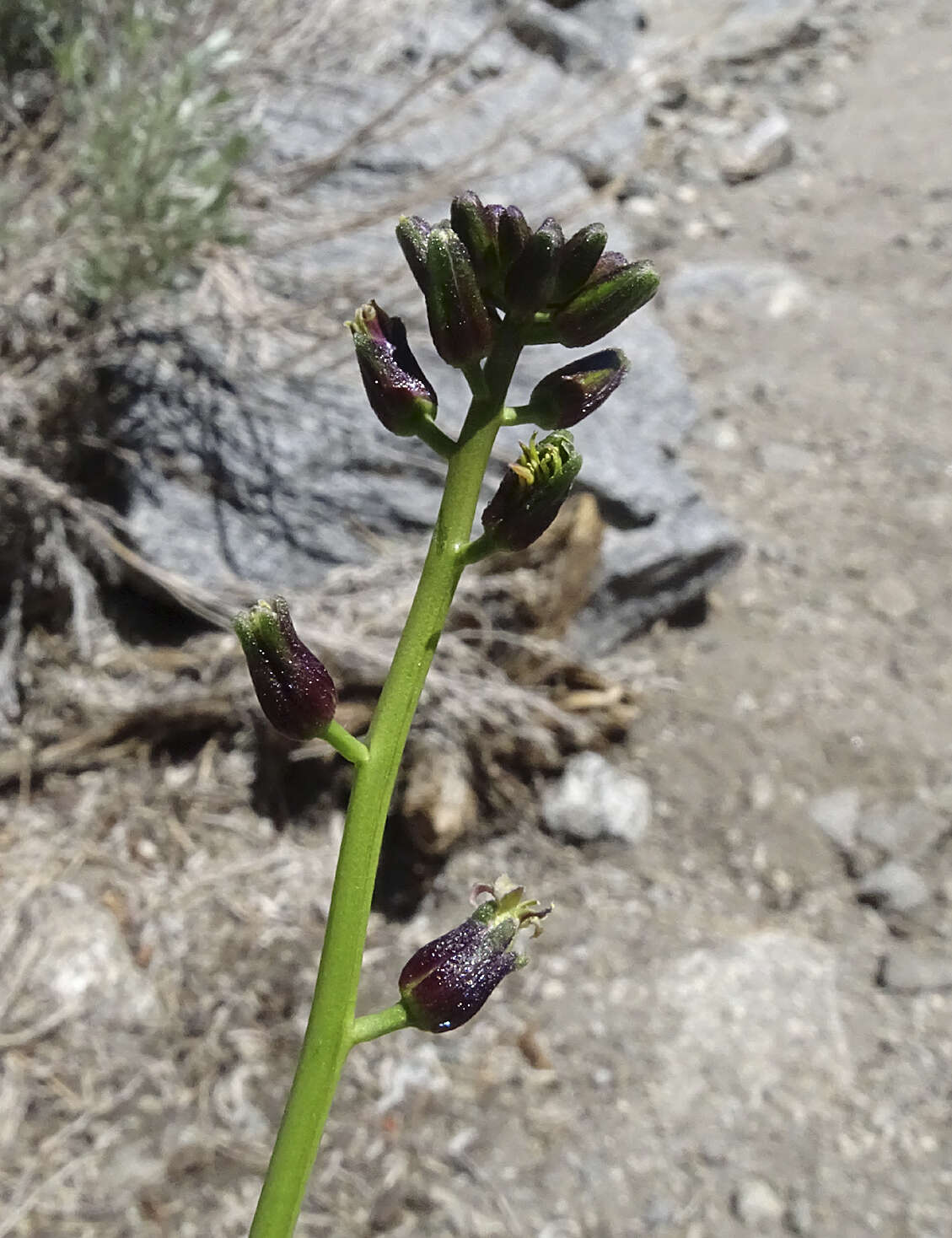 Image of hairy wild cabbage