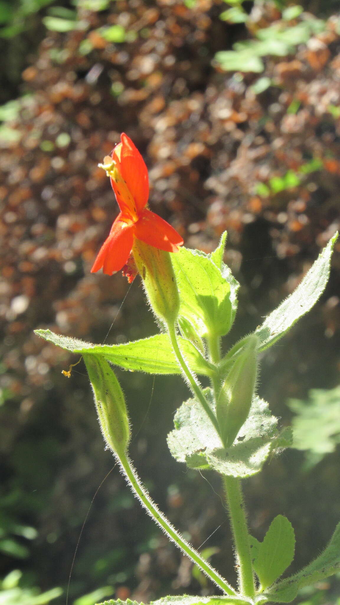 Image of Scarlet Monkey-Flower