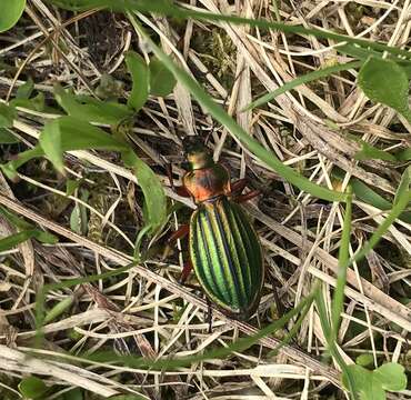 Carabus (Chrysocarabus) auronitens Fabricius 1792 resmi