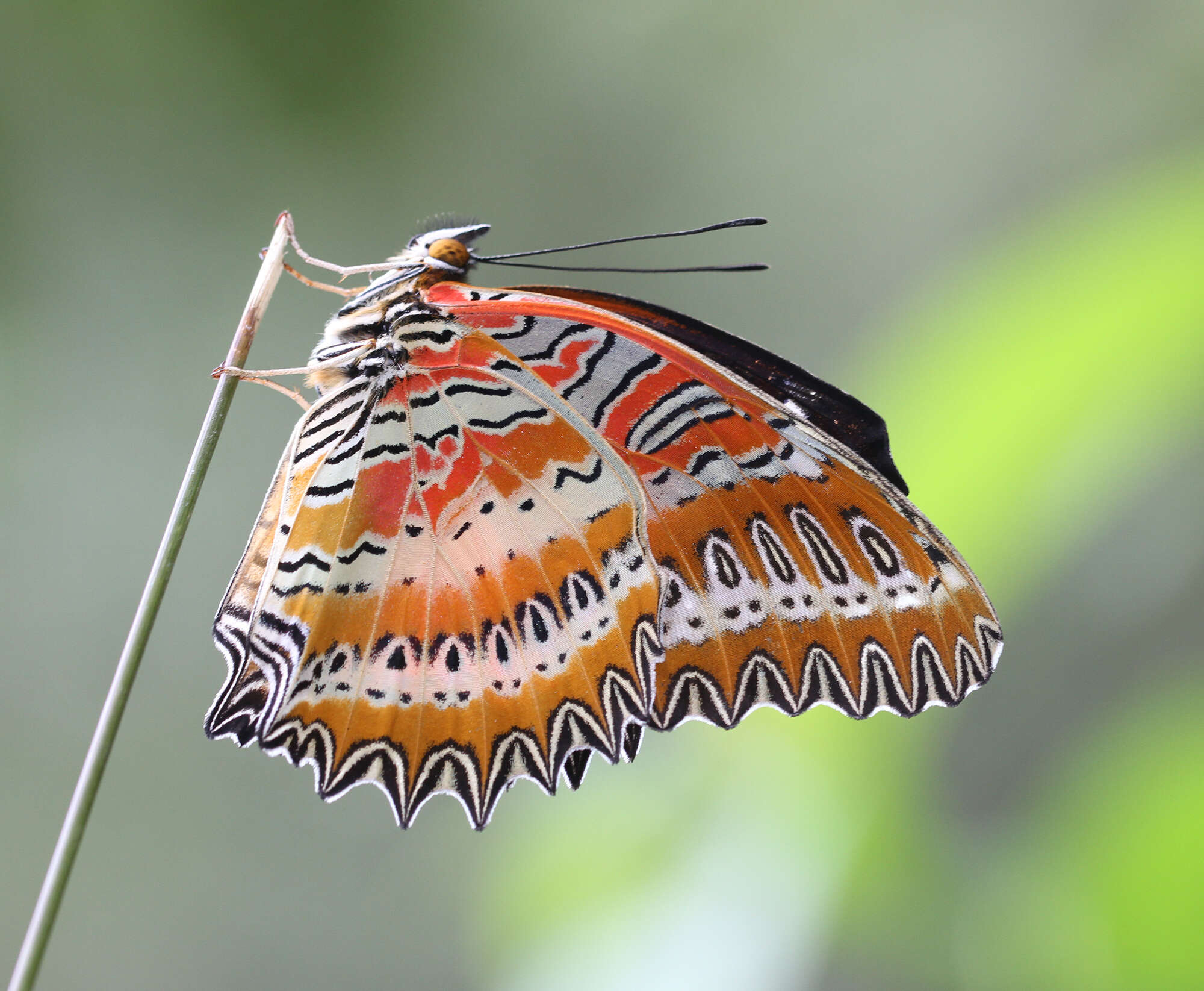 Cethosia biblis tisamena Fruhstorfer 1912 resmi