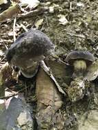 Image of Tylopilus alboater (Schwein.) Murrill 1909