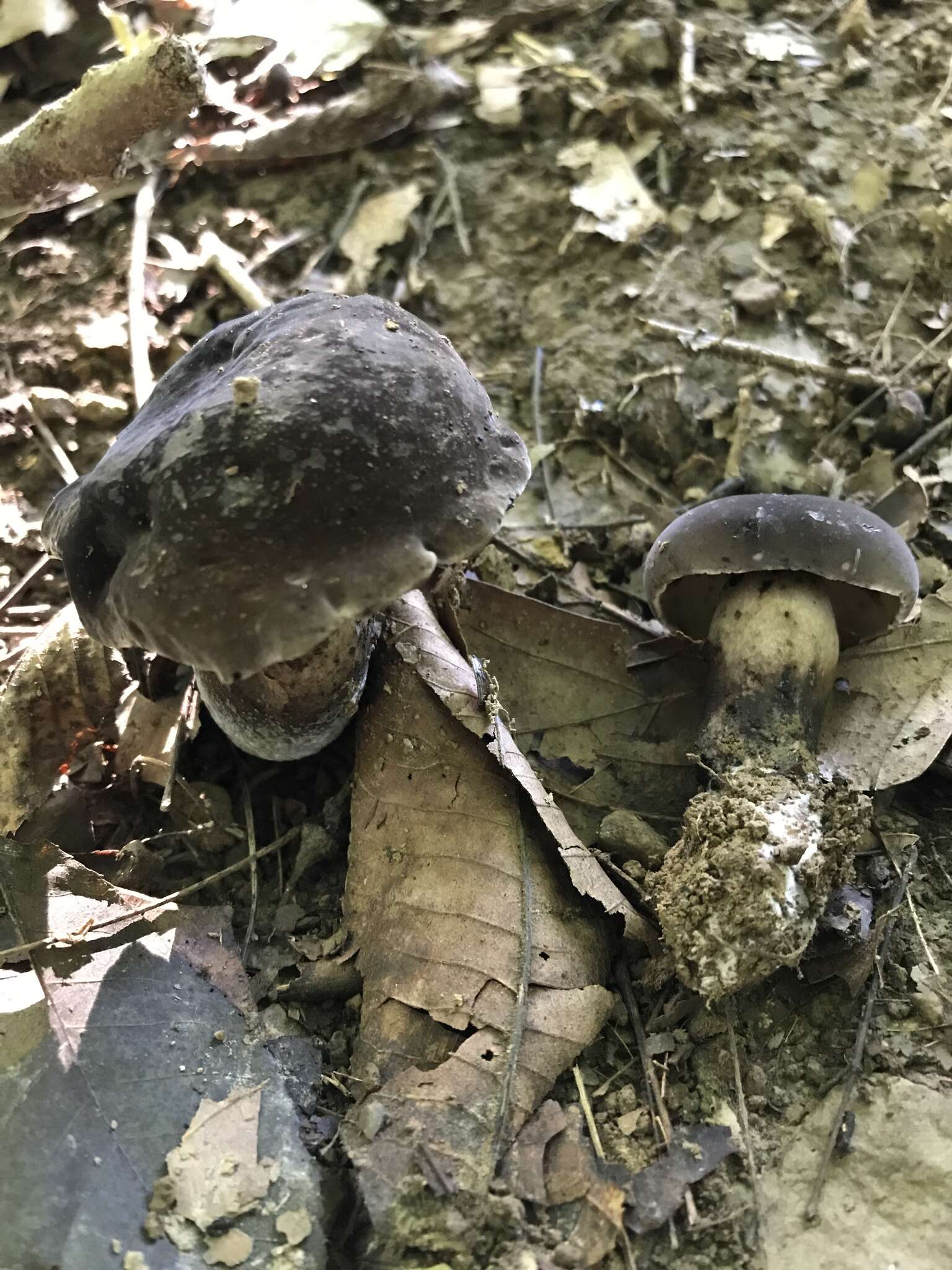 Image of Tylopilus alboater (Schwein.) Murrill 1909