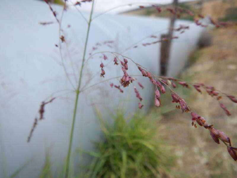 Image of Guinea Grass