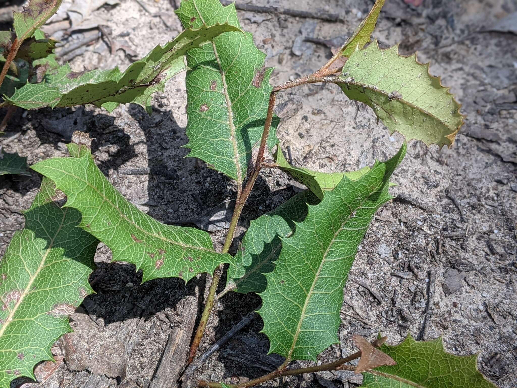 Image of Lomatia ilicifolia R. Br.