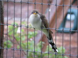 Image of Yellow-billed Cuckoo