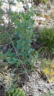 Sivun Galium paniculatum (Bunge) Pobed. kuva