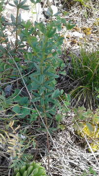 Sivun Galium paniculatum (Bunge) Pobed. kuva