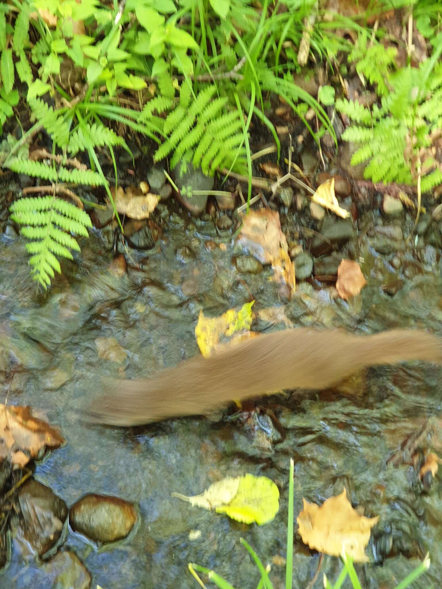 Image of Japanese Weasel